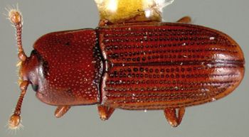 Media type: image;   Entomology 32241 Aspect: habitus dorsal view